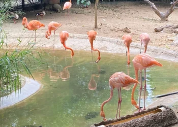 zoológico de barranquilla