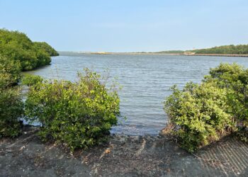 Ciénaga de Mallorquín: Naturaleza, Recuperación y Ecoturismo en Barranquilla
