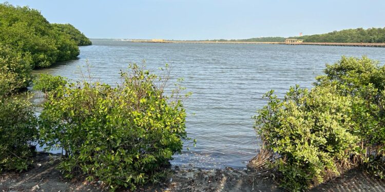 Ciénaga de Mallorquín: Naturaleza, Recuperación y Ecoturismo en Barranquilla
